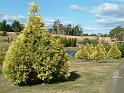 Conmifer Golden Cham.pisifera filifera Aurea